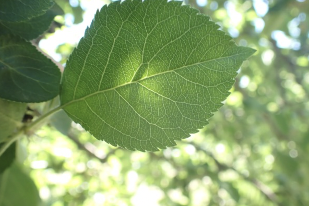 ../_images/feb-apple-leaf-good.png